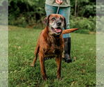 Small Labrador Retriever-Mountain Cur Mix