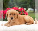 Small #2 Golden Retriever