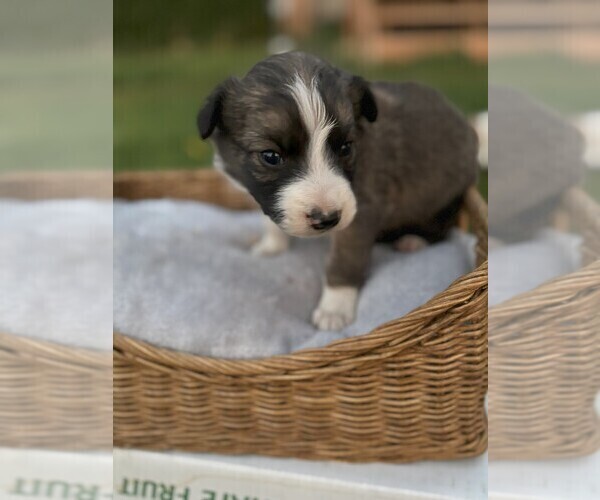 Medium Photo #2 Border Collie Puppy For Sale in MESA, WA, USA