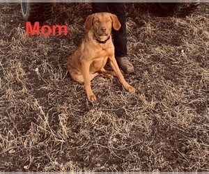Mother of the Chesapeake Bay Retriever puppies born on 04/17/2024
