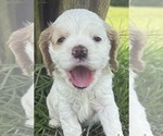 Small #1 Cocker Spaniel