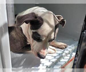 American Pit Bull Terrier-Unknown Mix Dogs for adoption in Houston, TX, USA