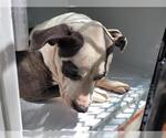 Small American Pit Bull Terrier Mix