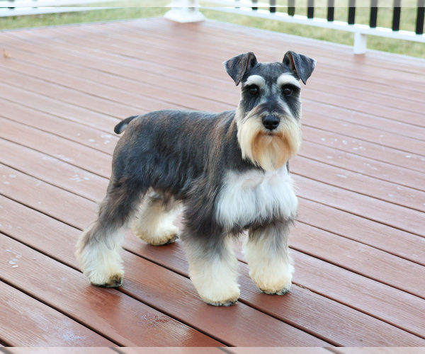 Medium Photo #1 Schnauzer (Miniature) Puppy For Sale in SYRACUSE, IN, USA