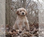 Puppy 9 Golden Retriever-Poodle (Toy) Mix