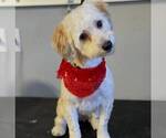 Small Maltese