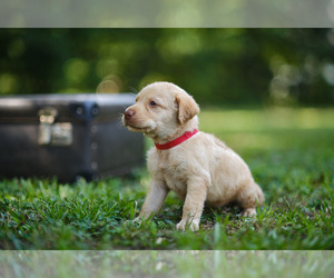 Labrador Retriever Puppy for sale in MAYSVILLE, GA, USA