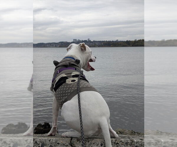 Medium Photo #3 Boxer-Unknown Mix Puppy For Sale in Bellingham, WA, USA