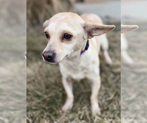 Medium Photo #3 Briard-Dachshund Mix Puppy For Sale in Omaha, NE, USA