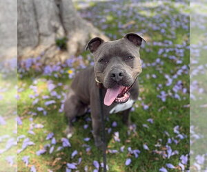*TALLULAH - Female Mutt Dog for Adoption - Photo #4