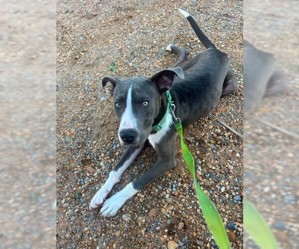 Medium Photo #1 American Pit Bull Terrier-Unknown Mix Puppy For Sale in Wetumpka, AL, USA