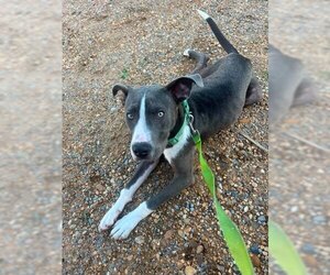 American Pit Bull Terrier-Unknown Mix Dogs for adoption in Wetumpka, AL, USA