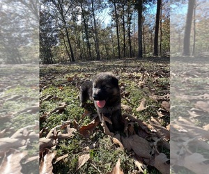 German Shepherd Dog Puppy for Sale in WAGENER, South Carolina USA