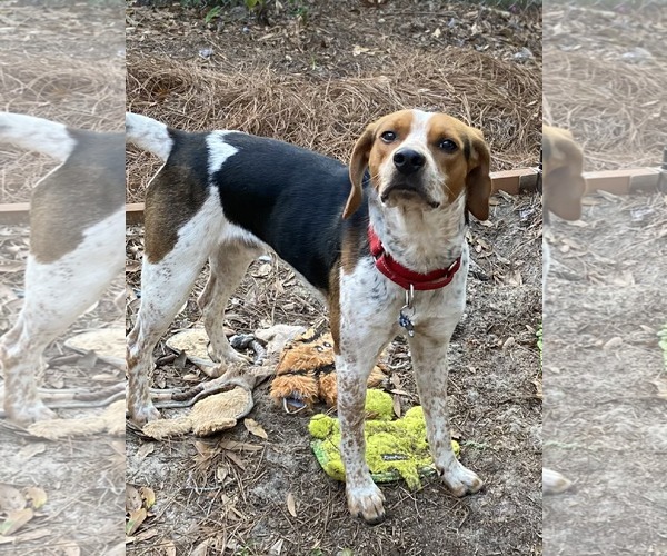Medium Photo #1 Beagle-Unknown Mix Puppy For Sale in Tampa, FL, USA
