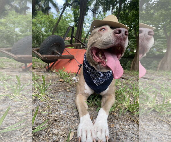 Medium Photo #14 American Pit Bull Terrier Puppy For Sale in Davie, FL, USA