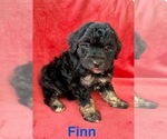 Small #1 Poodle (Miniature)
