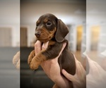Puppy Domino Dachshund