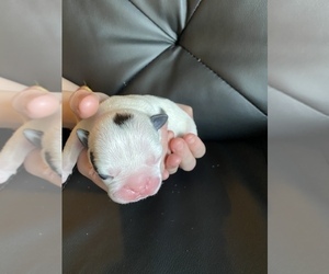 Faux Frenchbo Bulldog Puppy for sale in TIFFIN, IA, USA