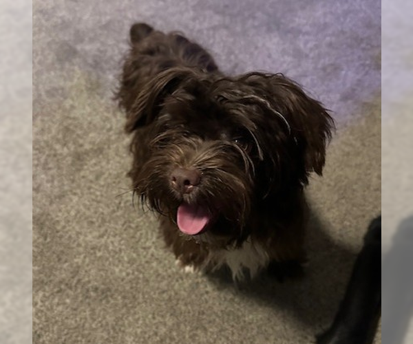 Medium Photo #8 Havanese-Unknown Mix Puppy For Sale in Brooklyn Center, MN, USA