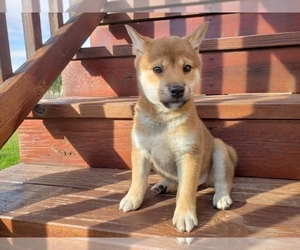 Medium Shiba Inu