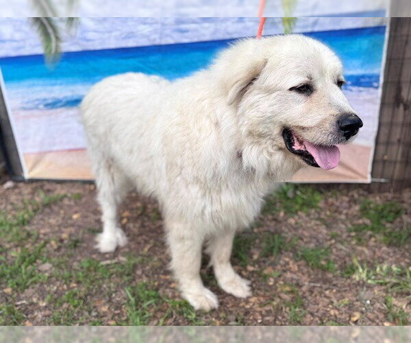 Medium Photo #4 Great Pyrenees Puppy For Sale in Spring, TX, USA