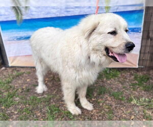 Layla, bonded with Boaz - Female Great Pyrenees Dog for Adoption - Photo #4