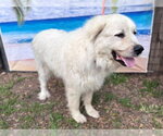 Small #3 Great Pyrenees