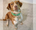 Small #4 Colonial Cocker Spaniel Mix