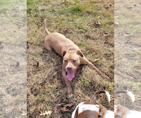 Medium Photo #11 American Staffordshire Terrier-Unknown Mix Puppy For Sale in Spotsylvania, VA, USA