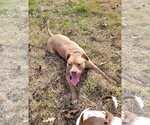 Small #10 American Staffordshire Terrier Mix