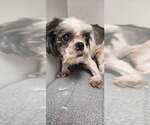 Small #2 Shih Tzu