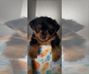 Yorkshire Terrier Puppy for sale in MURRIETA, CA, USA