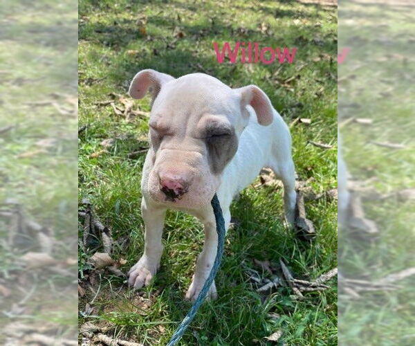 Medium Photo #9 Mutt Puppy For Sale in Wakefield, RI, USA