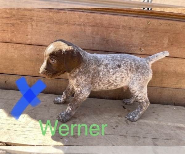 Medium Photo #3 German Shorthaired Pointer Puppy For Sale in DES MOINES, IA, USA