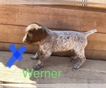 Small Photo #3 German Shorthaired Pointer Puppy For Sale in DES MOINES, IA, USA