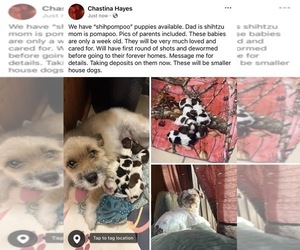 Mother of the Pom-A-Poo-Shih Tzu Mix puppies born on 03/18/2026