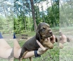 Small Photo #3 Bloodhound Puppy For Sale in WARRIOR, AL, USA