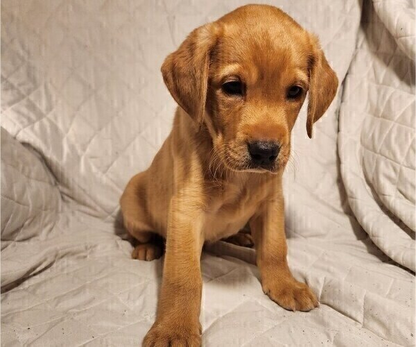 Medium Photo #73 Labrador Retriever Puppy For Sale in BUFFALO, NY, USA