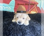Small #1 Golden Retriever