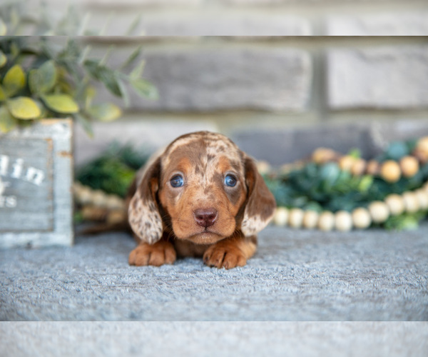 Medium Photo #10 Dachshund Puppy For Sale in TOPEKA, IN, USA