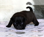 Small Photo #84 Pug Puppy For Sale in WINNSBORO, TX, USA