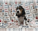 Small #5 Beagle