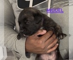 Litter of 3 - Male Cane CorsoLitter of Puppies for Sale - Photo #3