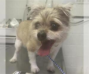 Shih Tzu-Unknown Mix Dogs for adoption in San Andreas, CA, USA
