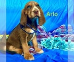 Puppy Arlo Bloodhound