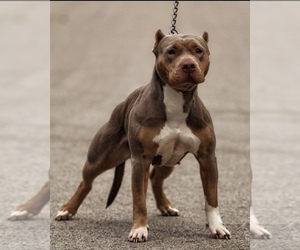Mother of the American Bully puppies born on 08/09/2023