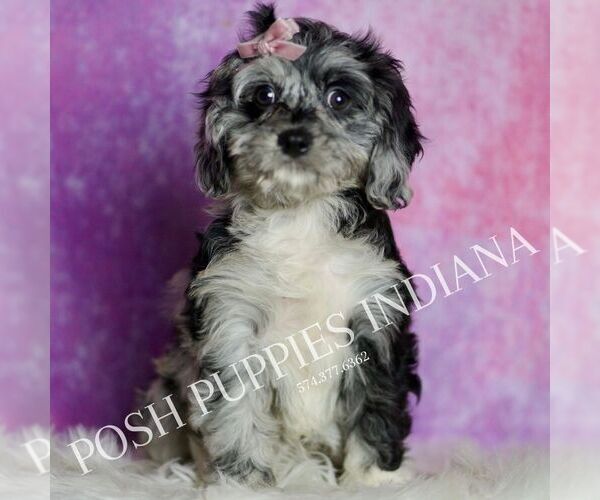 Medium Photo #6 Cavapoo (Miniature) Puppy For Sale in WARSAW, IN, USA