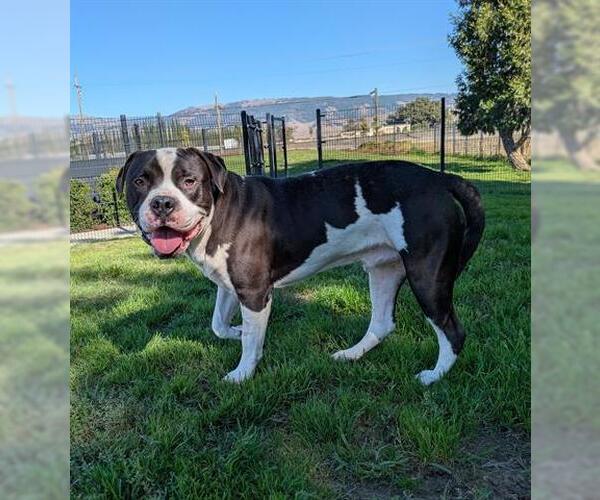 Medium Photo #1 American Bulldog Puppy For Sale in San Martin, CA, USA