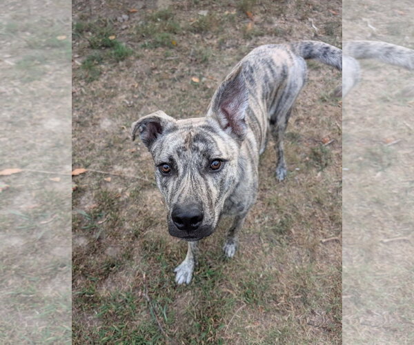 Medium Photo #8 Gerberian Shepsky Puppy For Sale in White Bluff, TN, USA