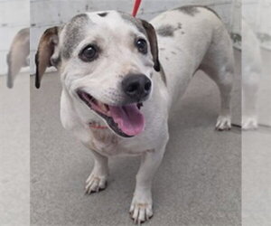 Beagle Dogs for adoption in San Bernardino, CA, USA